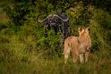 067 Masai Mara, leeuw en buffel